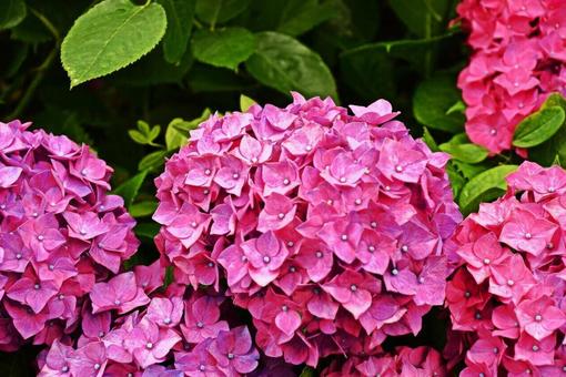 紫陽花 紫陽花の写真