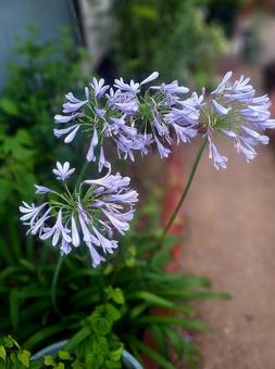 Photo, agapanthus, purple, gardening, 