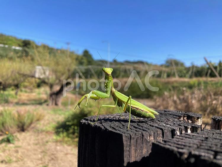 木の柱の上でポーズをとるカマキリ（正面） カマキリ,昆虫,青空の写真素材