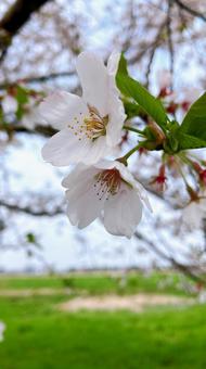 Cherry blossoms and scenery, JPG Cherry blossoms and scenery, JPG