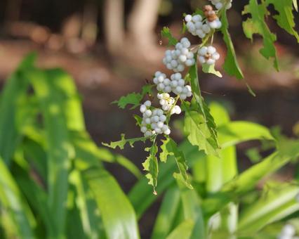 シラタマコシキブ(コムラサキの一品種)  シラタマコシキブ(コムラサキの一品種) の写真