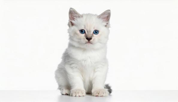 赤ちゃんネコの写真