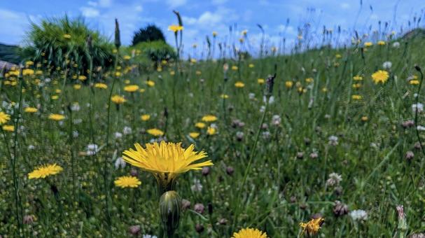 光輝く、野の花と青空 光輝く、野の花と青空 花,黄色い花,タンポポの写真素材