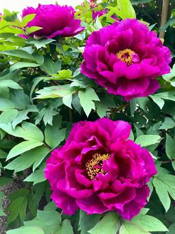ボタンの花 赤紫 ボタンの花 赤紫 牡丹,ボタン,ぼたんの写真素材