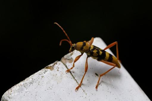 Photo, chlorophorus chinensis, torakamikiri, kamikiri, 