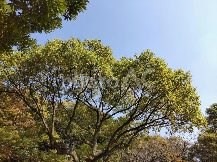 公園の木々2 木,森,緑の写真素材