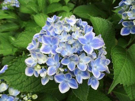白い縁の青い紫陽花 白い縁の青い紫陽花の写真