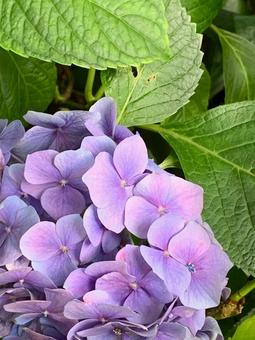 紫陽花_紫02 紫陽花_紫02の写真