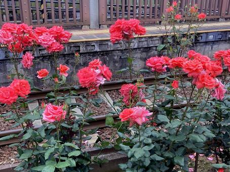 バラ バラ バラ,ローズ,花びらの写真素材