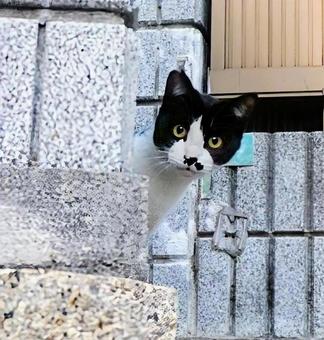 ひょっこりさん 猫,動物,風景の写真素材
