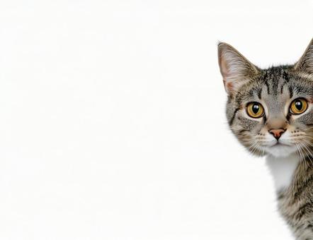 猫が顔を出す。白背景 猫が顔を出す。白背景の写真