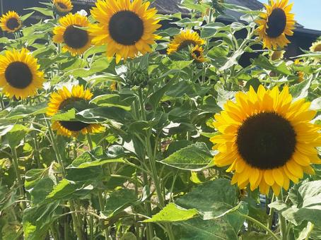 夏の太陽の下で咲き誇るひまわりの花畑 夏の太陽の下で咲き誇るひまわりの花畑 ひまわり,向日葵,夏の写真素材