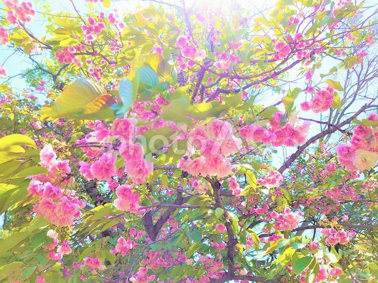 四月の散歩風景/6 花,木,青空の写真素材