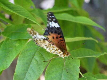 ツマグロヒョウモン 02の写真
