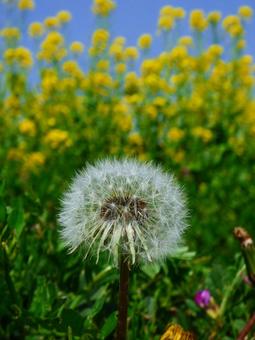 蒲公英の綿毛、菜の花を背に 蒲公英,たんぽぽ,綿毛の写真素材