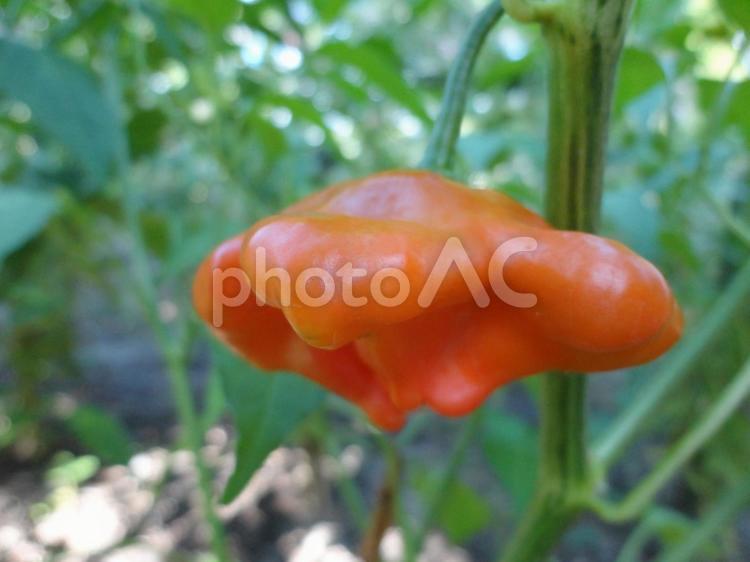 鮮やかな赤が映える自然の恵 赤とうがらし とうがらし,しし唐,鷹の爪の写真素材