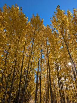 紅葉した木の写真　無修正 紅葉,映える,写真の写真素材