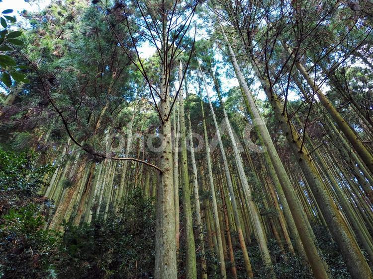 天高く伸びる杉の木 杉,すぎ,スギの写真素材