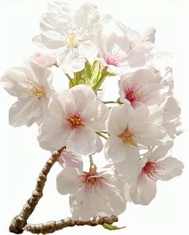 桜 桜の写真