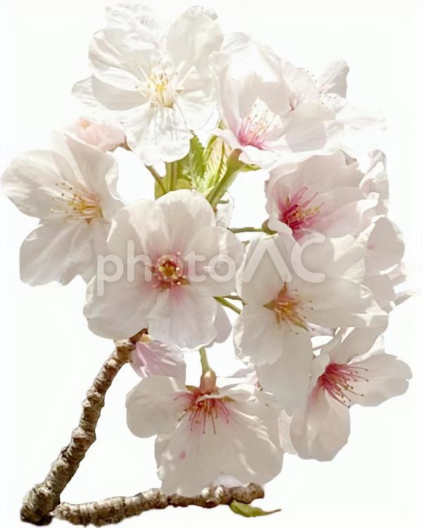 桜 さくら,春,かわいいの写真素材