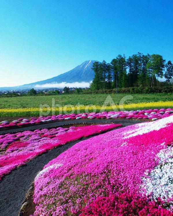 残雪の羊蹄山 芝桜,六月,くつろぎの写真素材