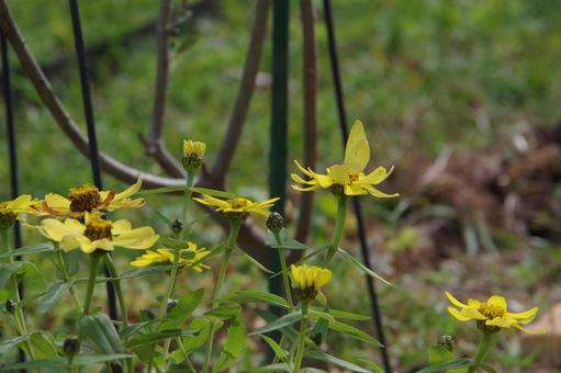 黄色い花にとまる黄色い蝶 黄色,蝶,花の写真素材
