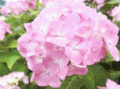 植物_ピンクの紫陽花の花(あじさい) 植物_ピンクの紫陽花の花(あじさい)の写真