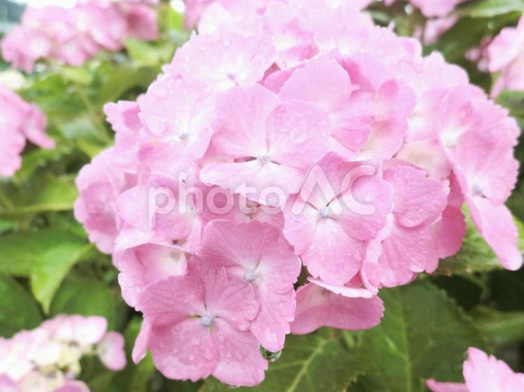 植物_ピンクの紫陽花の花(あじさい) アジサイ,あじさい,紫陽花の写真素材