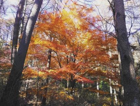 もみじの紅葉 もみじの紅葉の写真