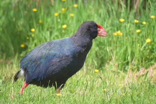 草むらを歩くタカヘ～NZの飛べない鳥 タカヘ,ニュージーランド,飛べない鳥の写真素材