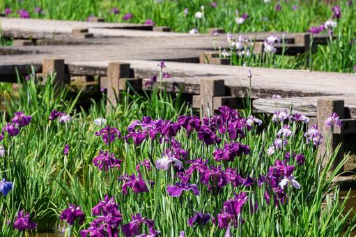 花しょうぶと八つ橋 花しょうぶ,梅雨,はなしょうぶの写真素材
