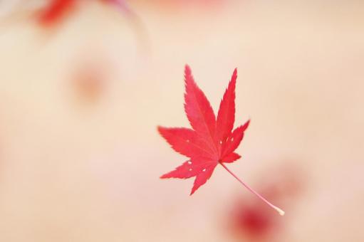 風に舞い落ちる紅葉の葉っぱ 風に舞い落ちる紅葉の葉っぱの写真