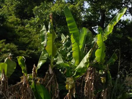 芭蕉の森 芭蕉,バナナ,バナナ群生の写真素材
