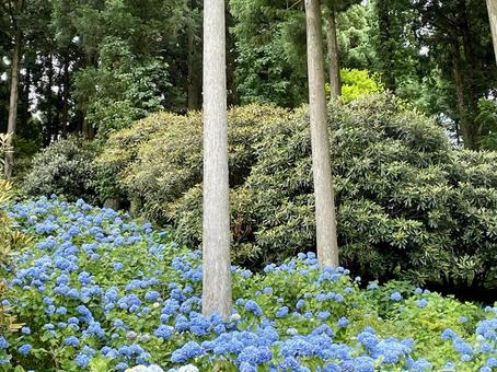 Drive-in Hanazono Hydrangea Garden, JPG