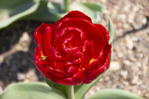 チューリップ  紅獅子 チューリップ  紅獅子の写真