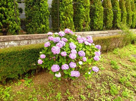 企業の敷地脇で開花した一株のアジサイ アジサイ,花,植物の写真素材