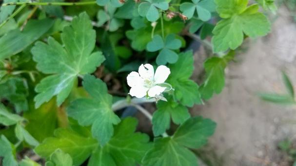 フウロソウ属の植物は区別が難しい フウロソウ属の植物は区別が難しい ゲンノショウコ,アメリカフウロ,フウロソウの写真素材