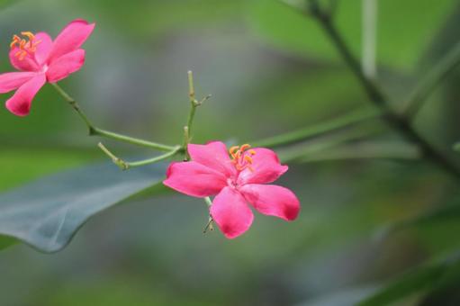 ピンク色のナンヨウザクラの花のアップ ピンク色のナンヨウザクラの花のアップの写真