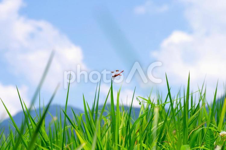 夏休みと赤とんぼ トンボ,夏休み,田舎の写真素材
