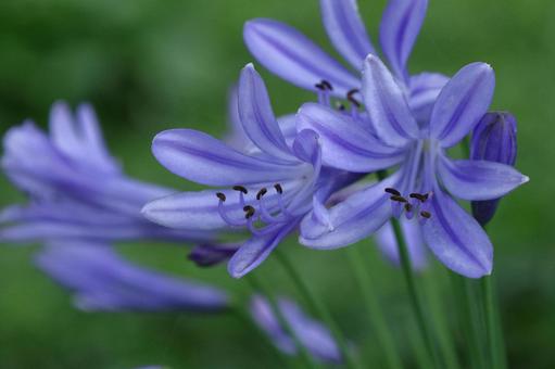 Photo, agapanthus, purple clam, murasaki kunsiran, 