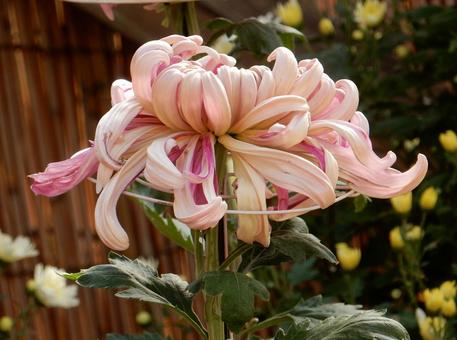 【風景写真】福山菊花展覧会の風景 キク,菊,菊花展の写真素材