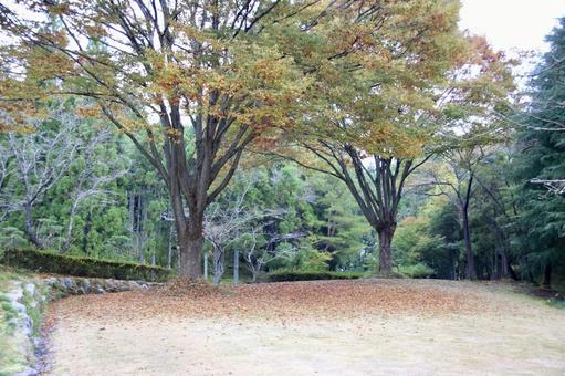 紅葉の始まり 紅葉の始まりの写真