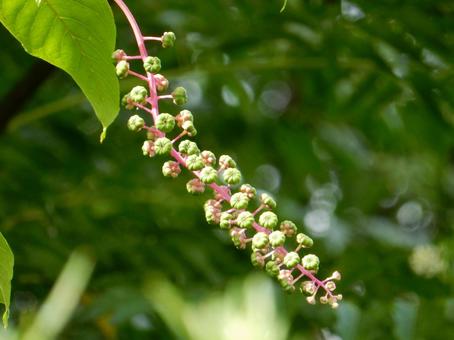 【植物写真】ヨウシュヤマゴボウ 【植物写真】ヨウシュヤマゴボウの写真