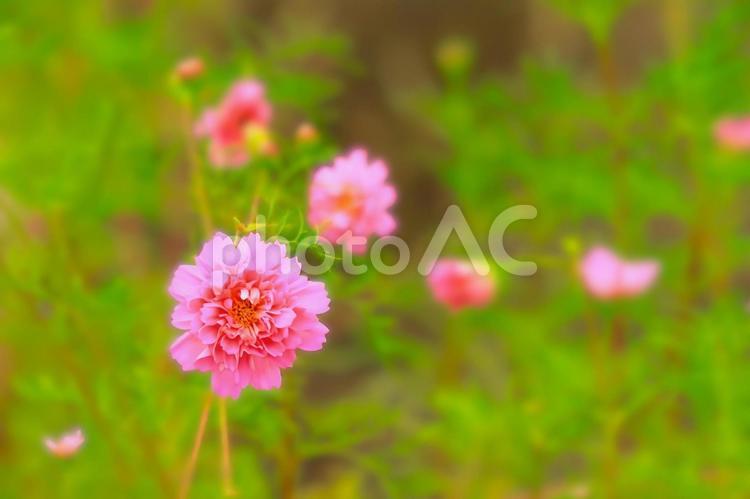爽やかな八重咲きのコスモスの花 植物,花,コスモスの写真素材