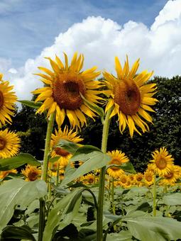 大きなヒマワリの花 大きなヒマワリの花 ヒマワリ,花,夏の写真素材