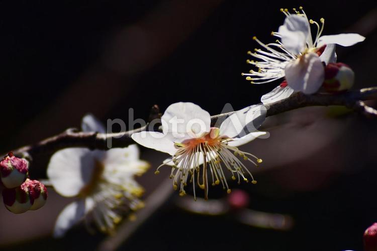 ＜春のイメージ＞梅の花 梅,花,梅花の写真素材