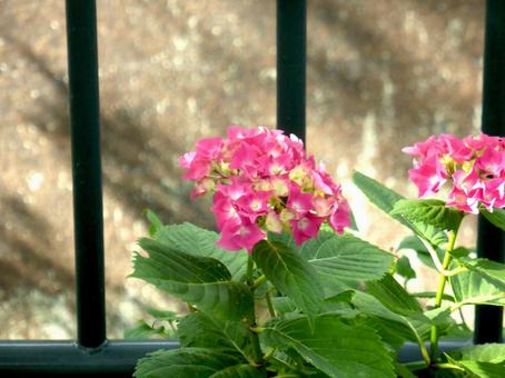 川沿いの花壇で咲き始めたアジサイ アジサイ,花,植物の写真素材