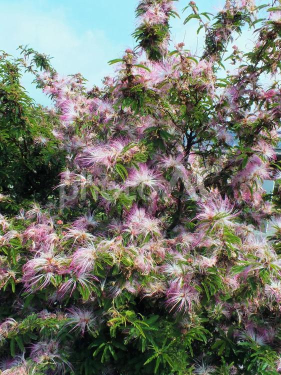 ねむの木のピンクの花 ねむの木,ピンクの花,花の写真素材
