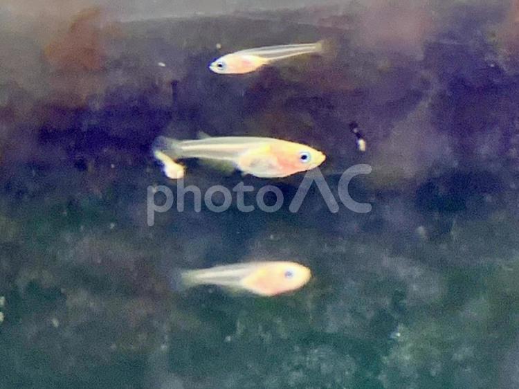 楊貴妃　メダカ　稚魚　① 楊貴妃,メダカ,稚魚の写真素材