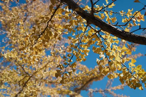 イチョウ イチョウ,銀杏,紅葉の写真素材